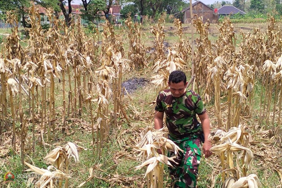 Dukung Ketahanan Pangan, Anggota Kodim 0712 Tegal Cek Lahan untuk Tanam Jagung