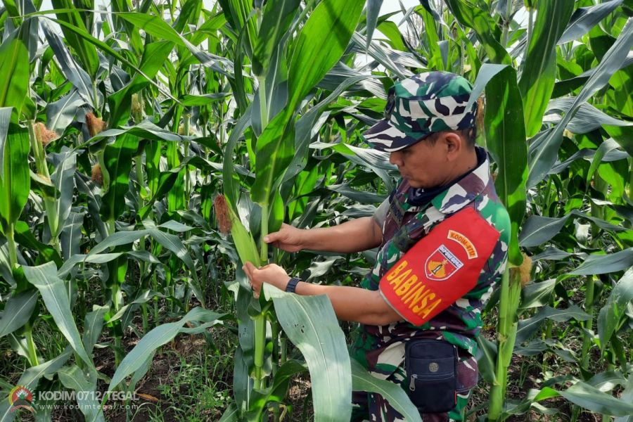 Babinsa Tegal Pantau Perkembangan Tanaman Jagung