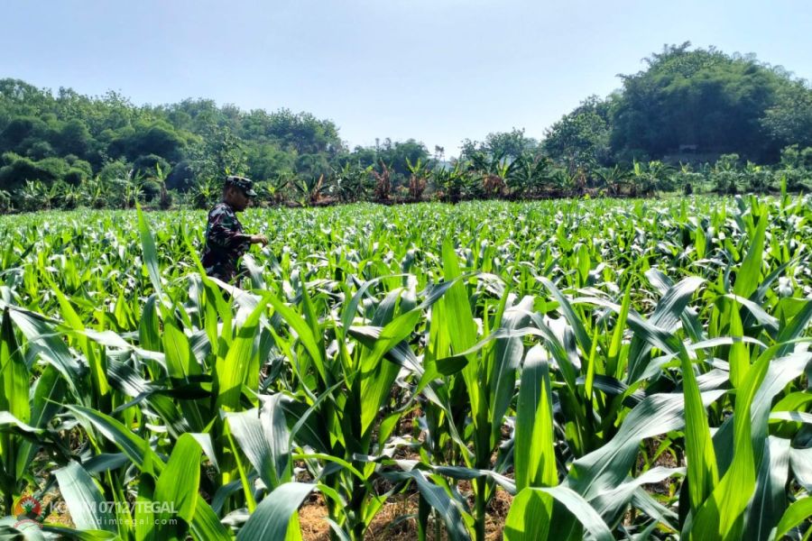 Umur 43 Hari, Tanaman Jagung Di Lahan Ketahanan Pangan Kodim Tegal Tumbuh Subur