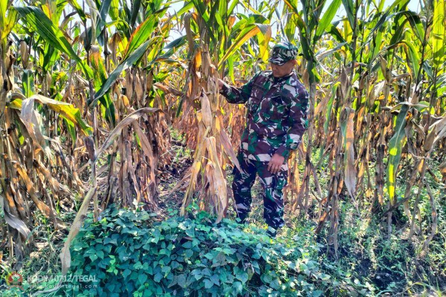Anggota Kodim Tegal Pantau Tanaman Jagung