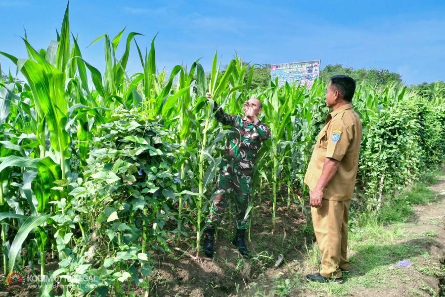 Usia 50 Hari Tanaman Jagung Kodim Tegal Tumbuh Subur