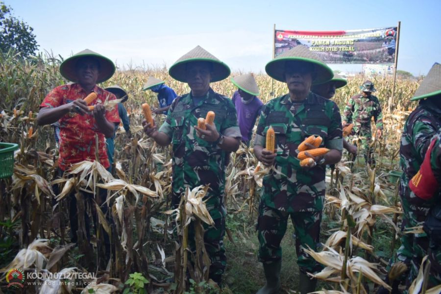 Kodim Tegal Bersama Gapoktan Panen Jagung Masa Tanam Ke III