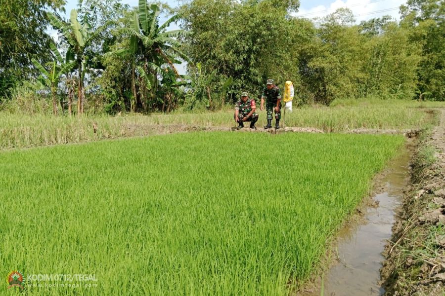 Babinsa Kodim Tegal Pantau Pembibitan Padi