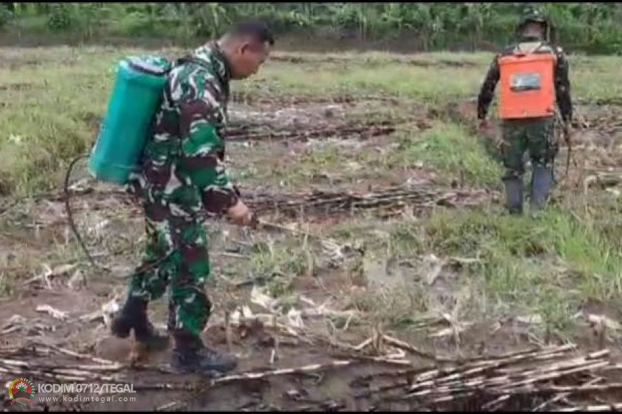Pasca Panen, Kodim Tegal Siapkan Kembali Lahan Ketahanan Pangan