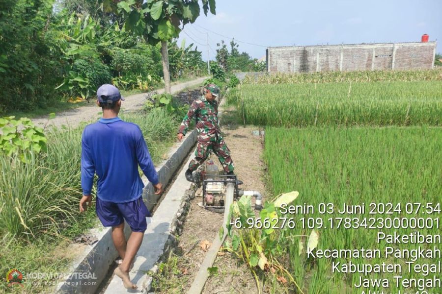 Babinsa Kodim Tegal Damping Petani Dalam Rangka Ketahanan Pangan