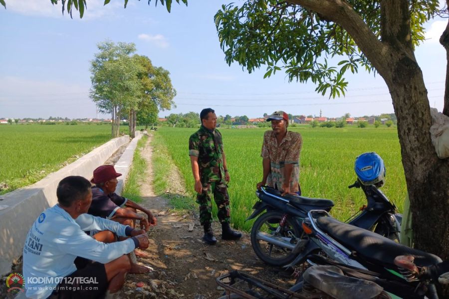 Disela Komsos, Babinsa Talang Pantau Saluran Irigasi Di Desa Binaan