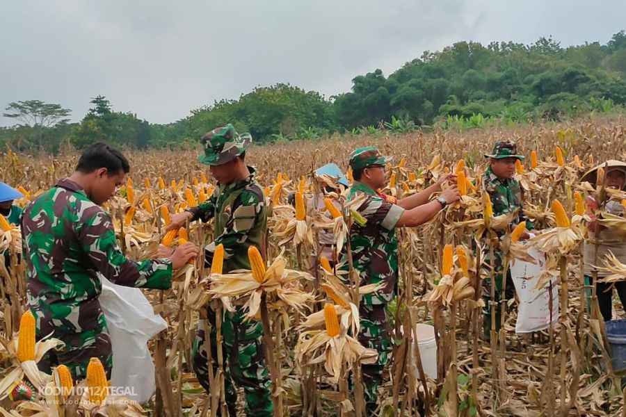 Panen Raya Jagung Pada Masa Tanam Ke 1 Tahun 2024