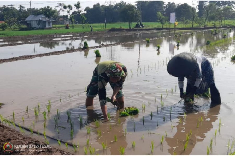Tingkatkan Ketahanan Pangan, Babinsa Kodim Tegal Bantu Petani Tanam Padi
