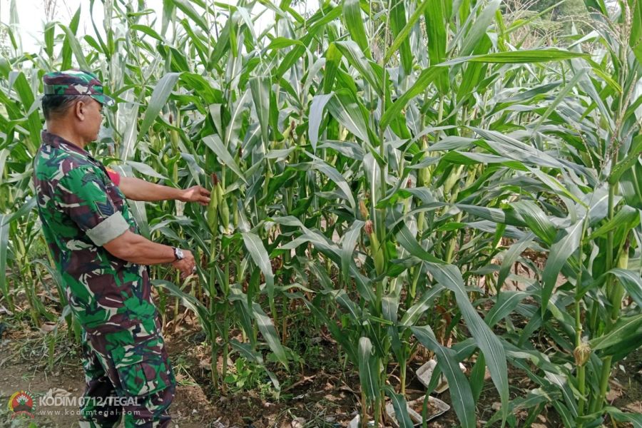 Babinsa Serma Purisno Pantau Pertumbuhan Tanaman Jagung