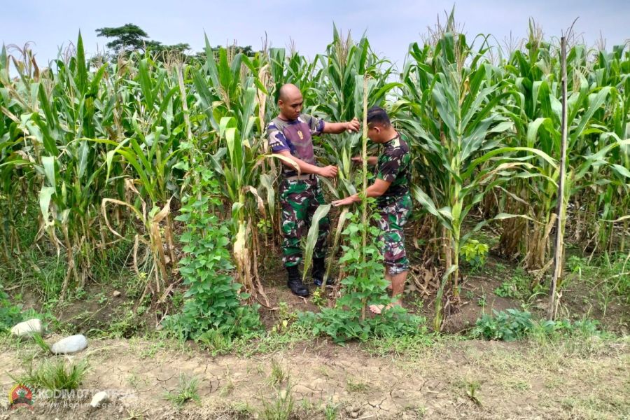 Bati Wanwil Kodim Tegal Pantau Perkembangan Tanaman Jagung