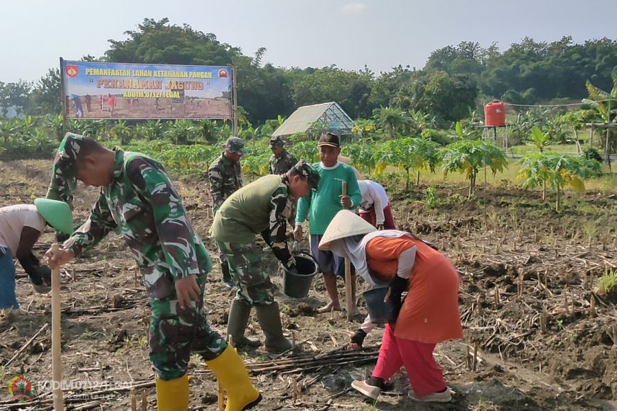 Dukung Ketahanan Pangan, Kodim 0712 Tegal Tanam Jagung