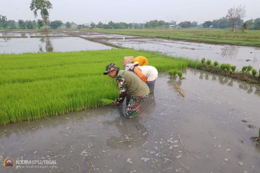 Babinsa Koramil Dukuhwaru Kodim Tegal Bantu Petani Ndaut atau Cabut Bibit Padi Siap Tanam
