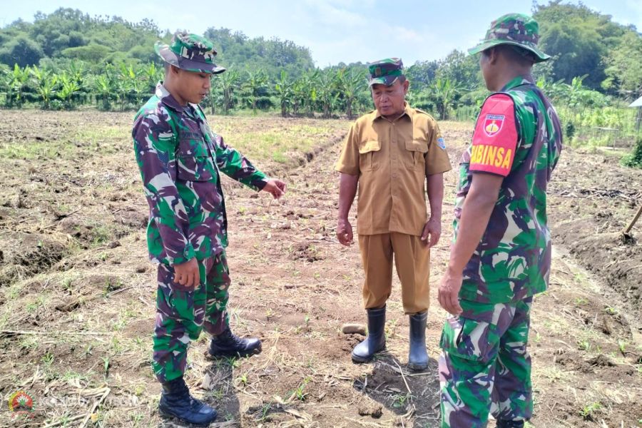 Kodim Tegal Siapkan Lahan Tanam Jagung Di Desa Karanganyar