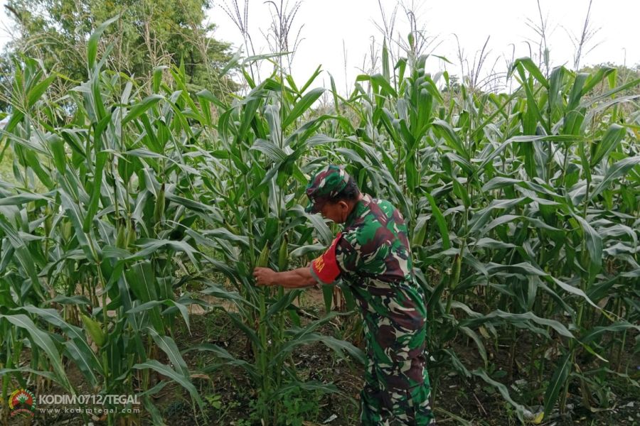 Babinsa Tegal Pantau Perkembangan Tanaman Jagung Umur 79 Hari