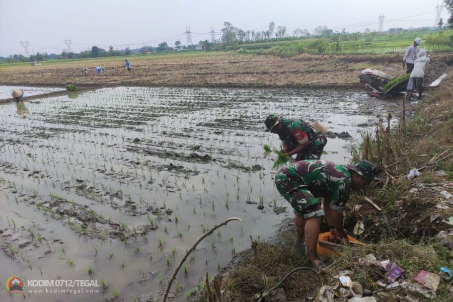 Dukung Program Ketahanan Pangan, Babinsa Koramil Pangkah Bantu Petani Tanam Padi