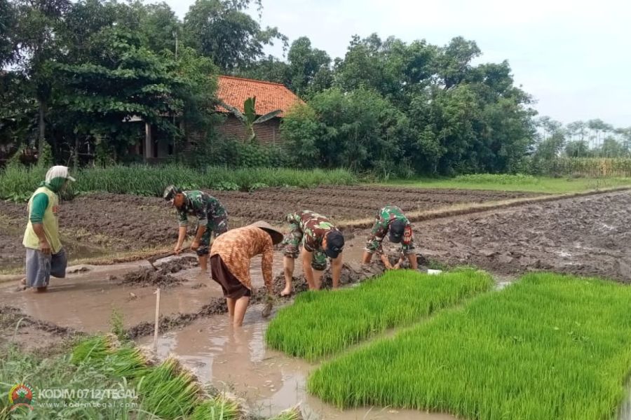 Percepat Masa Tanam, Babinsa Koramil Tarub Damping Petani Siapkan Lahan Dan Bibit