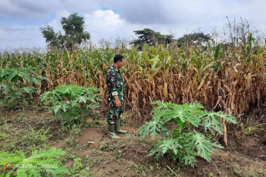 Demplot Jagung Kodim Tegal Berumur 100 Hari