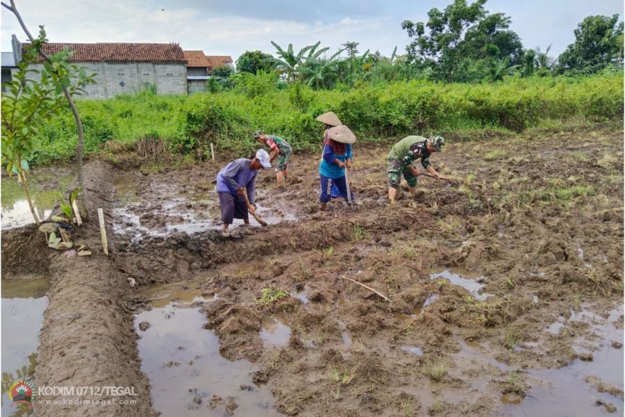 Babinsa Koramil Lebaksiu Dampingi Petani Tanam Padi