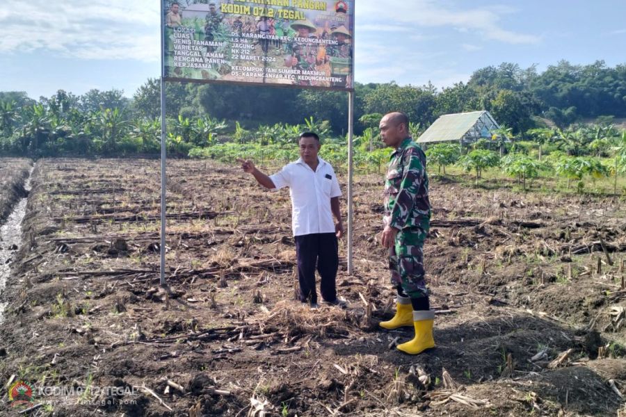 Bati Wanwil Pantau Jagung Umur 5 Hari
