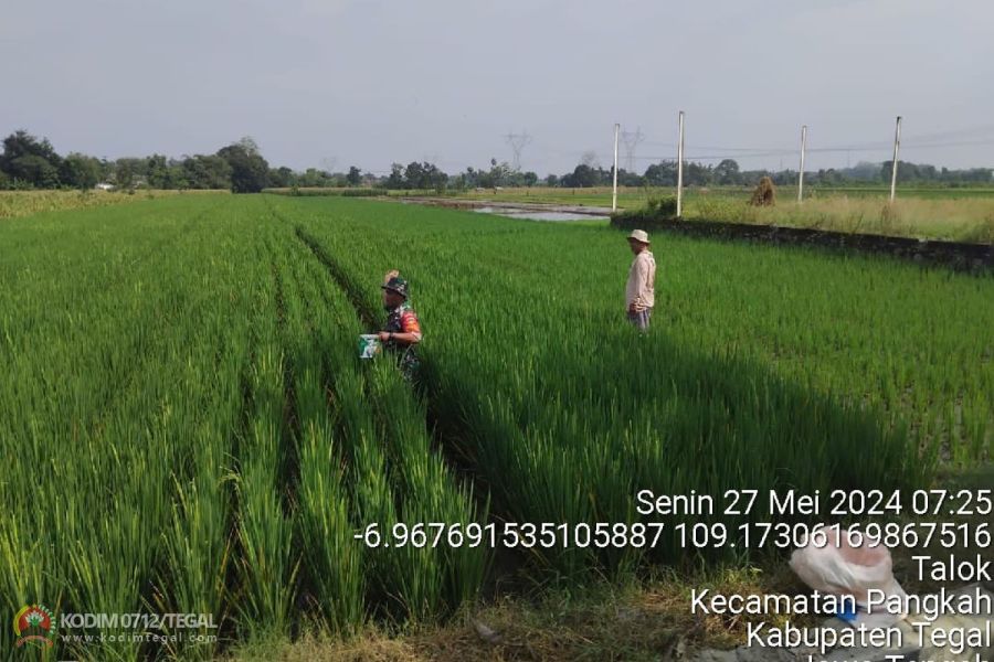 Babinsa Koramil Pangkah Bantu Petani Lakukan Penyemprotan Dan Pemupukan Tanaman Padi