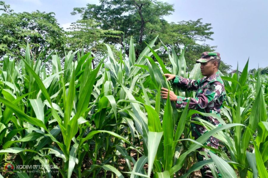 Pemeliharaan Tanaman Jagung Di Demplot Kodim 0712 Tegal