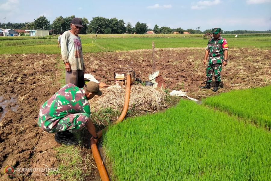 Serka Waluyo Dampingi Petani Pompanisasi Tanaman Padi