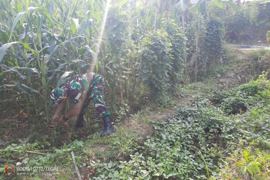 Serka Rudi Pantau Tanaman Jagung Umur 70 Hari