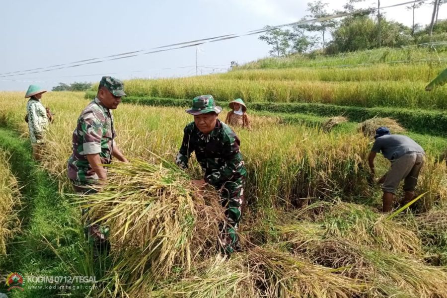 Danramil dan Babinsa Koramil Bumijawa Turun ke Sawah Dampingi Petani Panen Padi