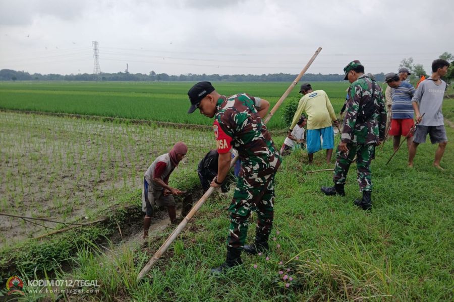 Babinsa Koramil Tarub Bersama Petani Berantas Hama Tikus