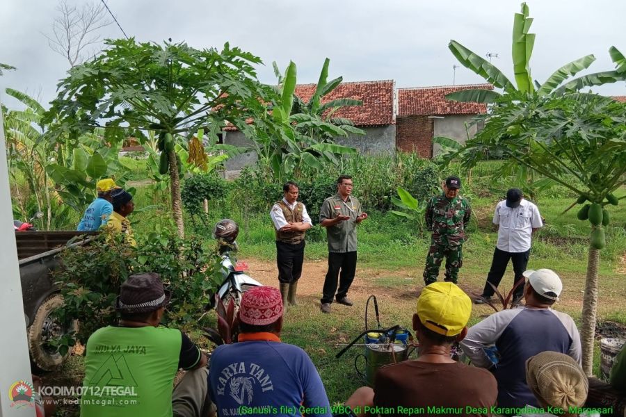 Basmi Wereng, Babinsa Koramil Margasari dan Petugas UPTD Pertanian Dampingi Penyemprotan Hama