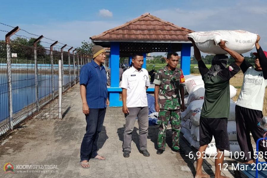 Serma Fakihudin Bantu Serap Gabah Dari Petani Desa Kabukan Tarub
